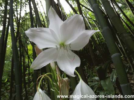 Pinhal da Paz flower