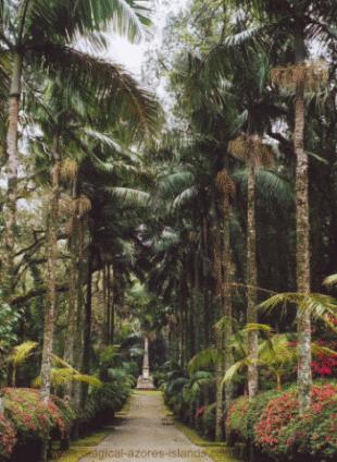 Terra Nostra Park, Sao Miguel Azores
