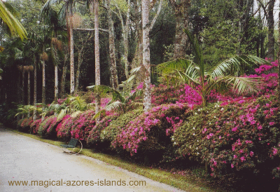 Terra Nostra Park, Sao Miguel Azores