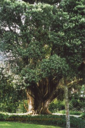 Terra Nostra Park, Sao Miguel Azores