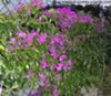 Purple Azores flowers