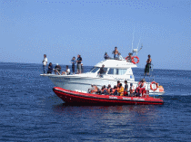 whale watching in Azores