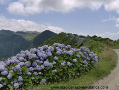Hydrangeas lining the crater road of Sete Cidades in July