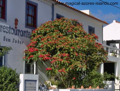 Pointsettia Tree in Faial Azores