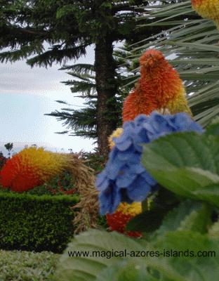 yellow and orange azores flowers