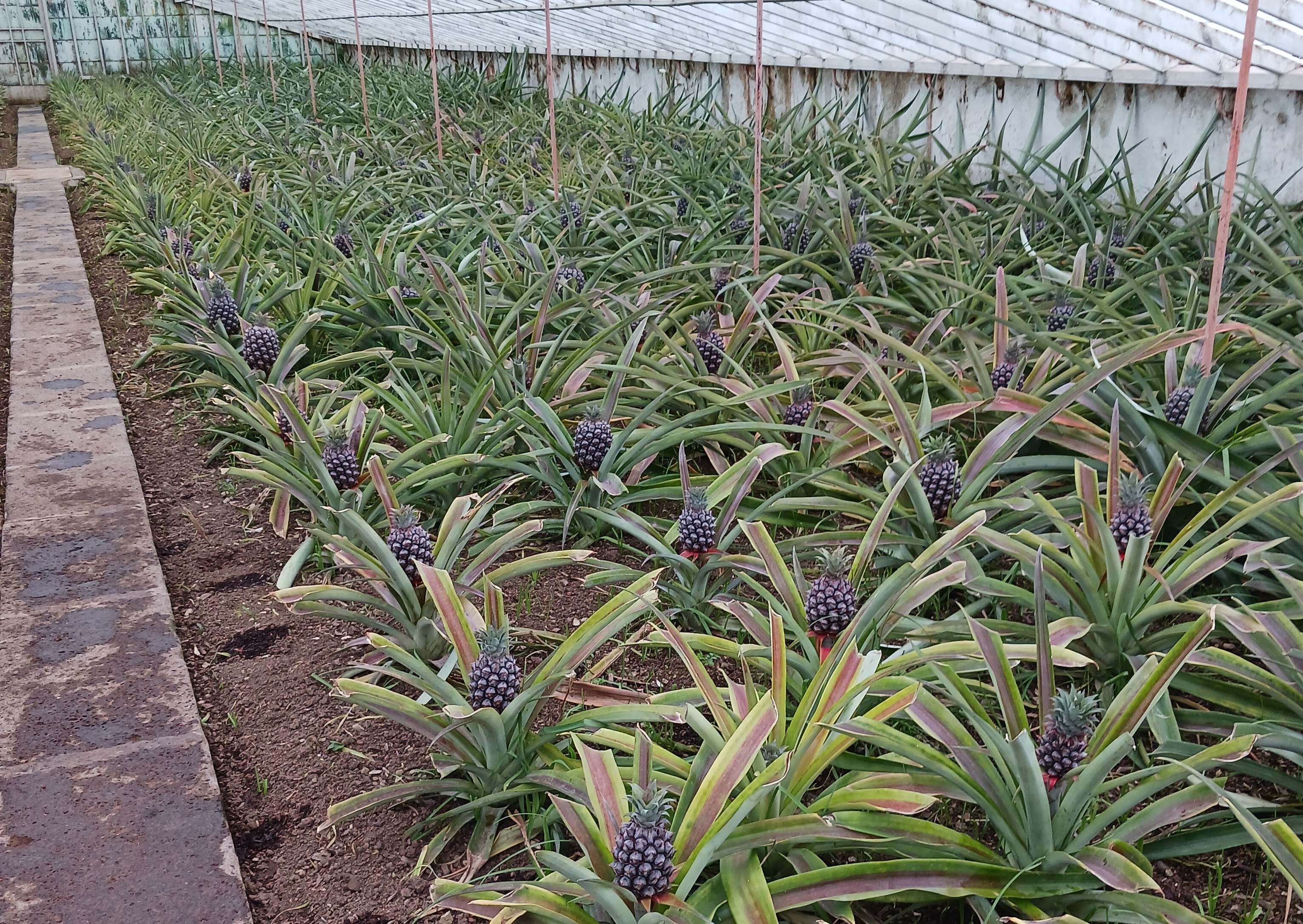 Pinapple plantation in Sao Miguel