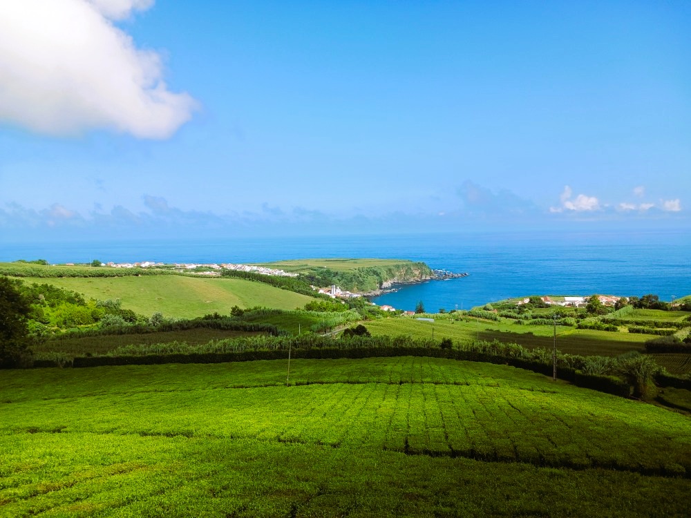 Azores tea. At Cha Porto Formoso