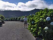 The Hydrangeas in Furnas are taller than my mom! The Hydrangeas in Furnas are taller than my mom!