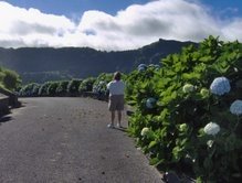 The Hydrangeas in Furnas are taller than my mom!