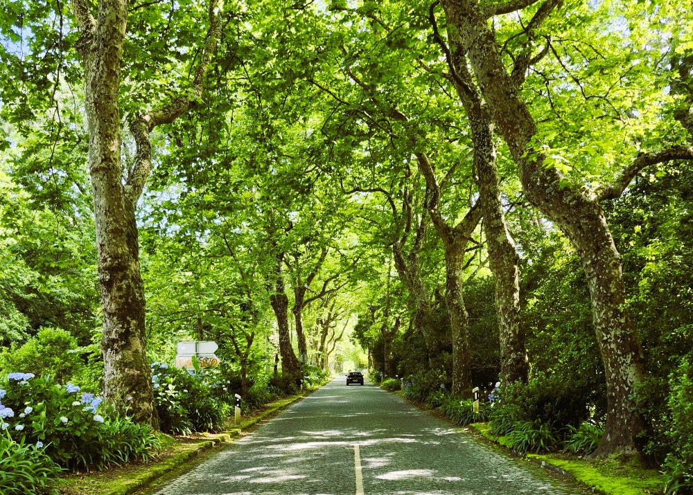 A road into Furnas. You'll likely drive here in your Sao Miguel Azores itinerary