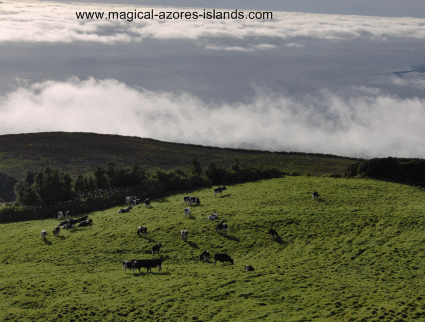 Cows above the clouds by Lagoa do Fogo