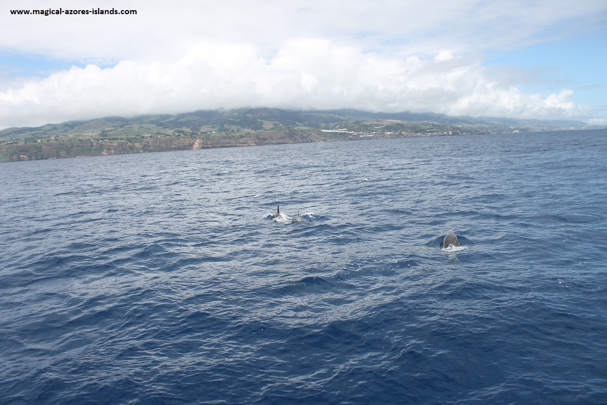 Dolphins swimming ahead of our boat