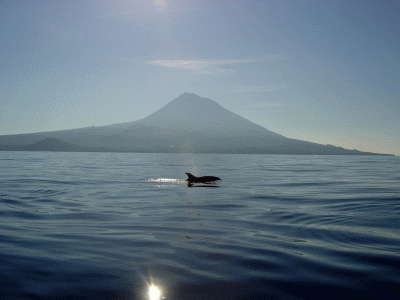Pico Azores is a great whale watching spot Pico Azores is a great whale watching spot