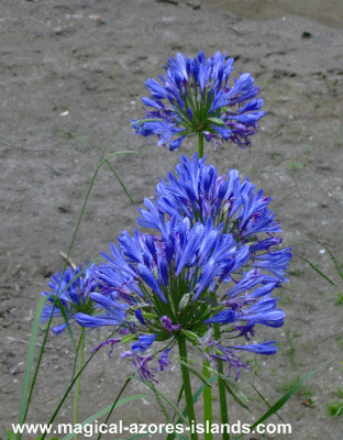 Blue Flower in Azores