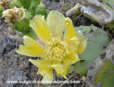 Azores Cactus