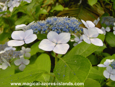 Flat Hydrangea