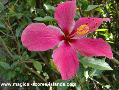 Pink Flower in Azores
