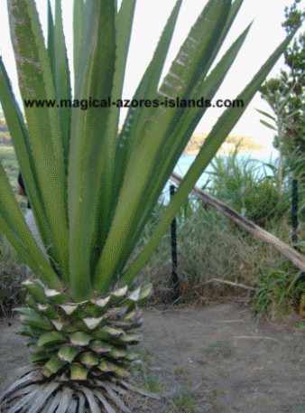 an interesting plant at Miradouro do Pisao, Caloura, Azores an interesting plant at Miradouro do Pisao, Caloura, Azores