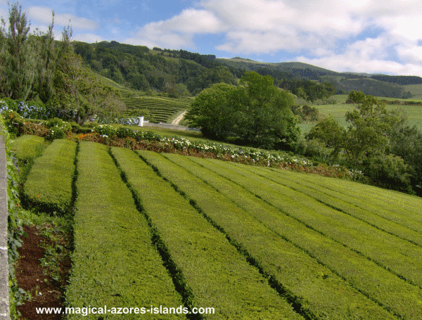 The fields at Cha Gorreana in Sao Miguel