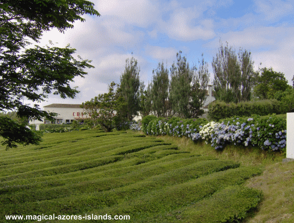 Cha Gorreana in Sao Miguel