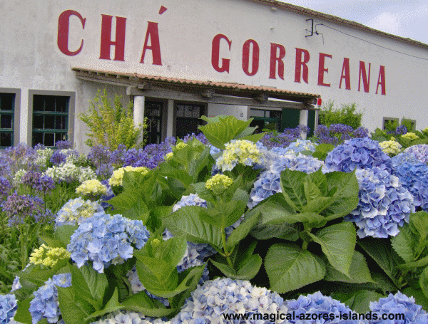 Cha Gorreana in Sao Miguel