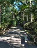 A pathway through Terra Nostra park, Furnas A pathway through Terra Nostra park, Furnas