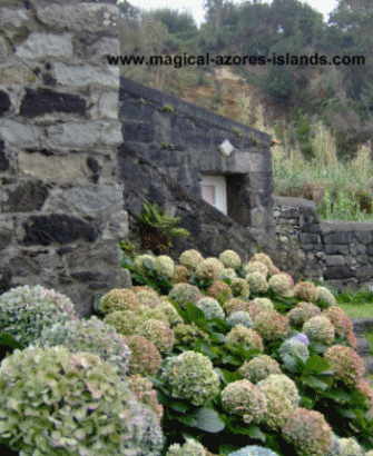 Hydrangea's in Porto Formosa - Sao Miguel Azores