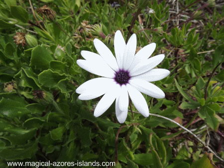 Flower in Maia azores