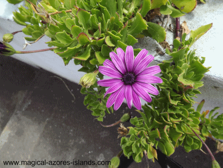 Flower in Maia azores