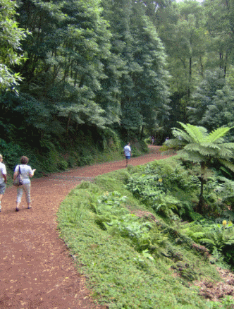 Path to Caldeira Velha Sao Miguel