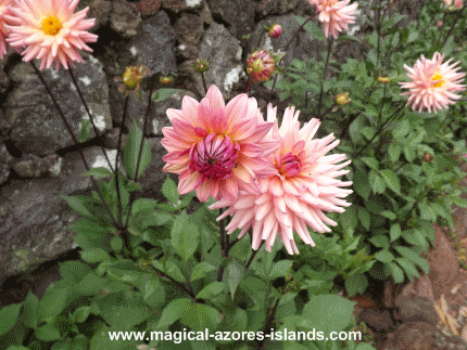 Pinhal da Paz flower Pinhal da Paz flower