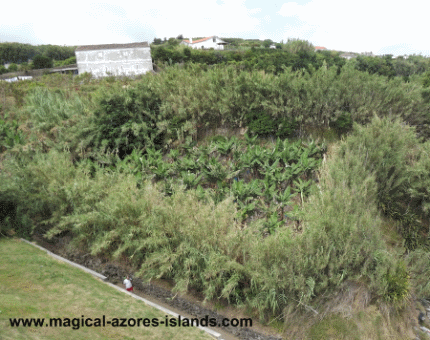 Ribeira das Tainhas bananas