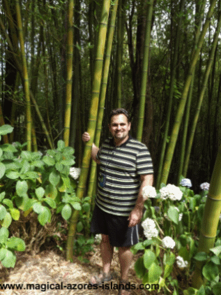 Sao Miguel Azores - Pinhal da Paz Sao Miguel Azores - Pinhal da Paz