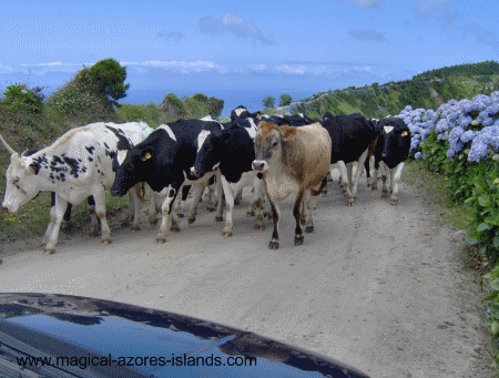 Azores cows