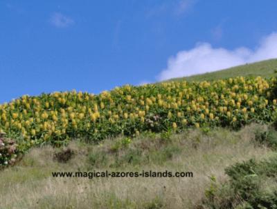 Ginger plants at Santa Iria Miradouro (lookout) in August